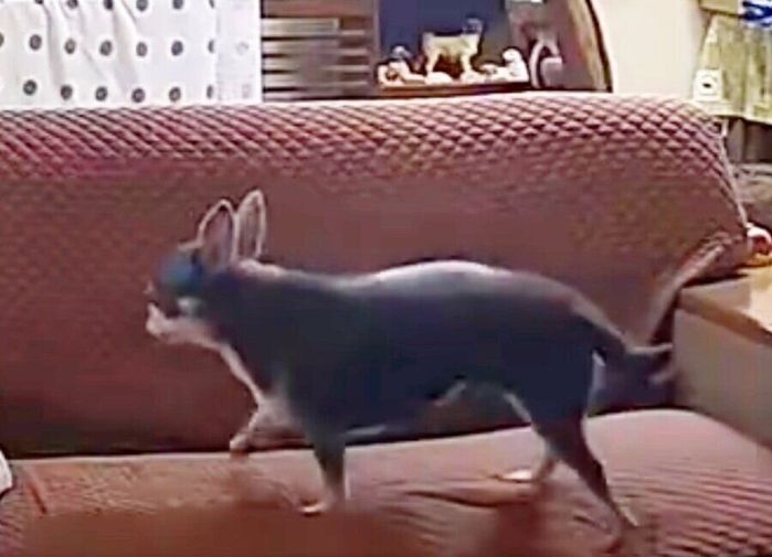 ソファに上がるつぶしゃん