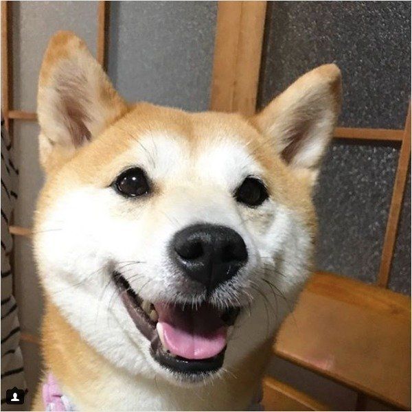 柴犬きなこちゃん
