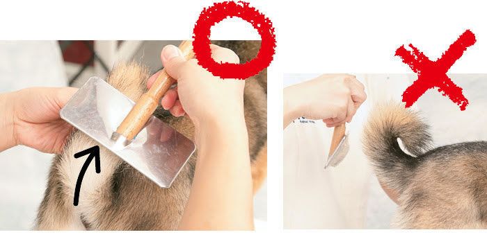 柴犬ブラッシング・しっぽ