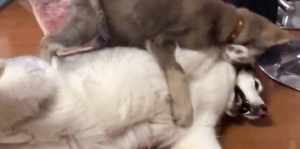 アルカちゃんに遊ぼうアピールするリカルドくん