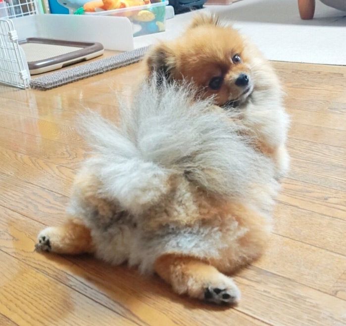 後ろ姿が可愛いくるみちゃん
