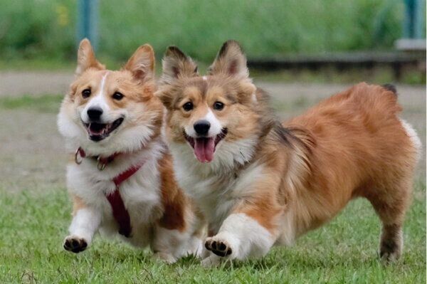 楽しそうなせこむちゃん、うりちゃん