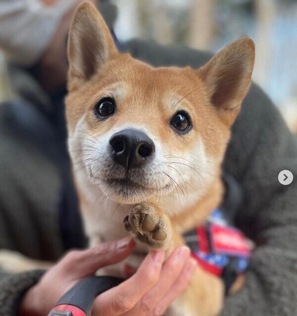 見つめるハカセくん