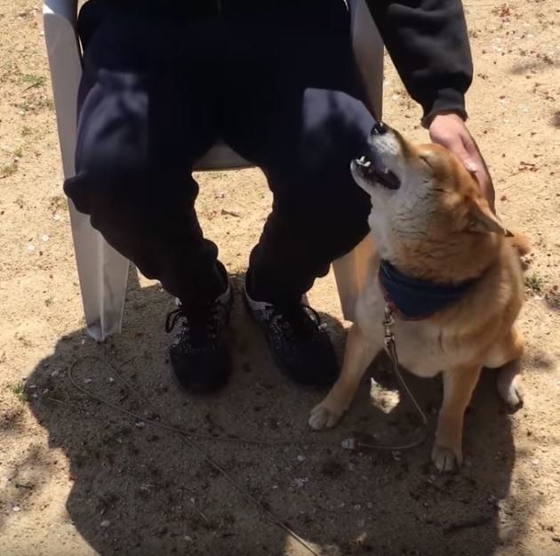 頭をなでられる柴犬