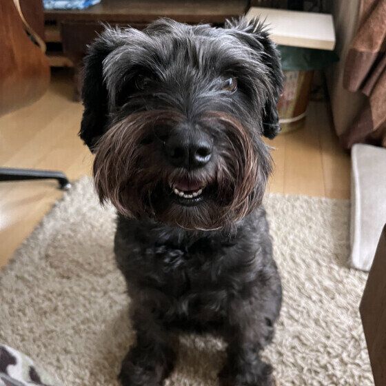 ミニチュア・シュナウザーのパンくん