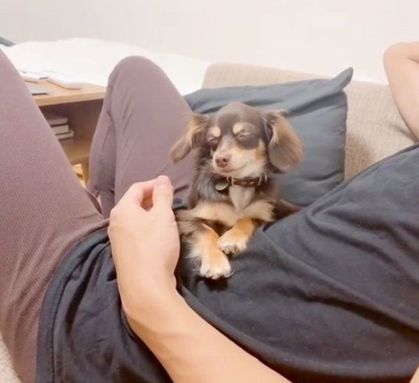 飼い主さんのお腹の上でウトウトするひなたくん