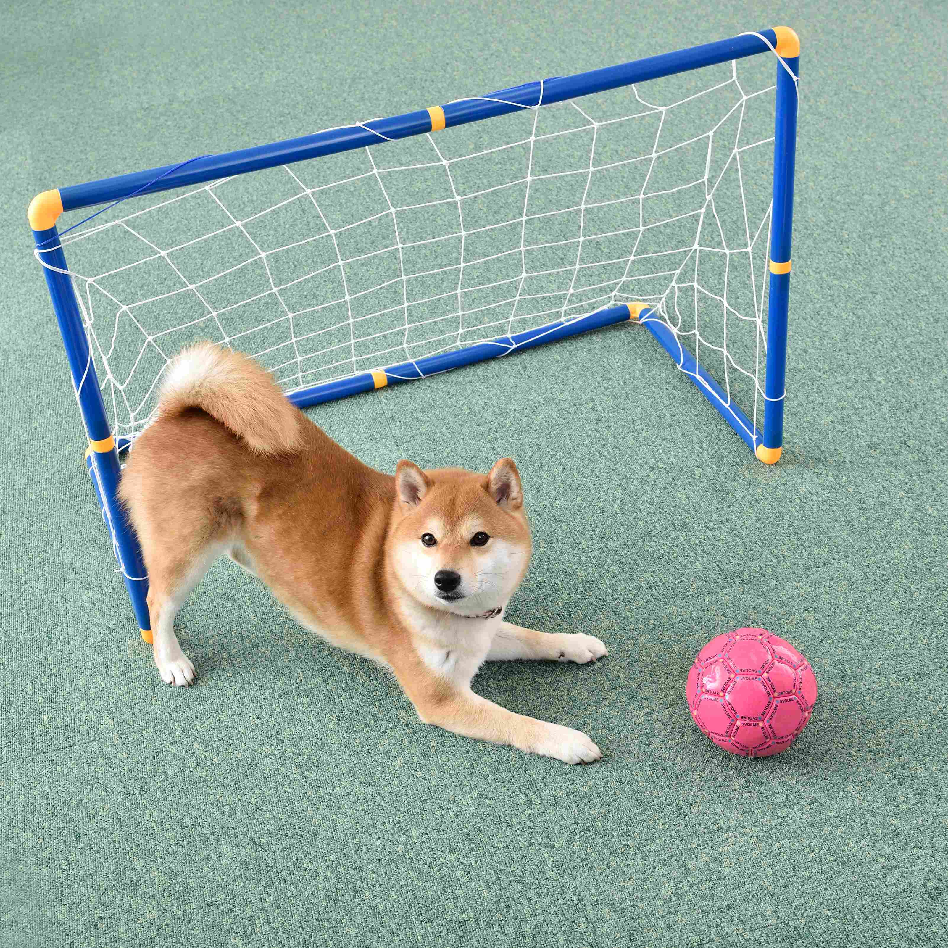 ストレス発散になって絆も深まる♥ 愛犬とボール遊びをしよう