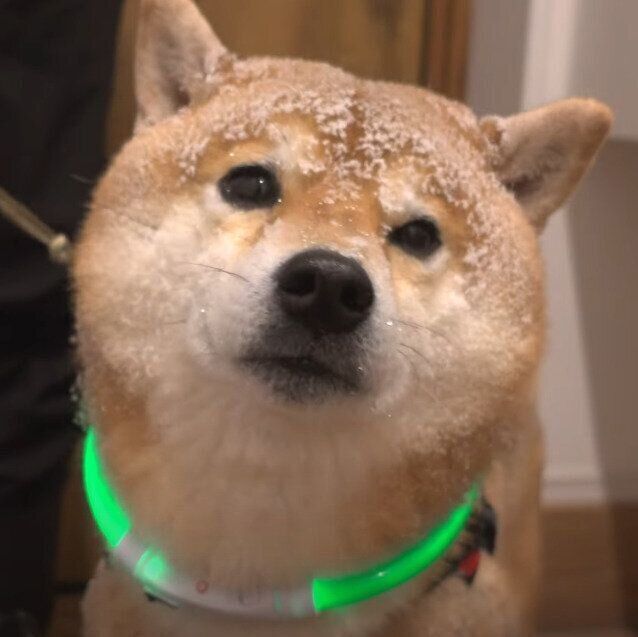 雪をかぶった柴犬