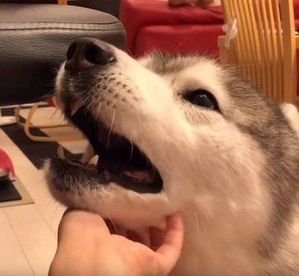 顎を撫でられるシベリアン・ハスキー