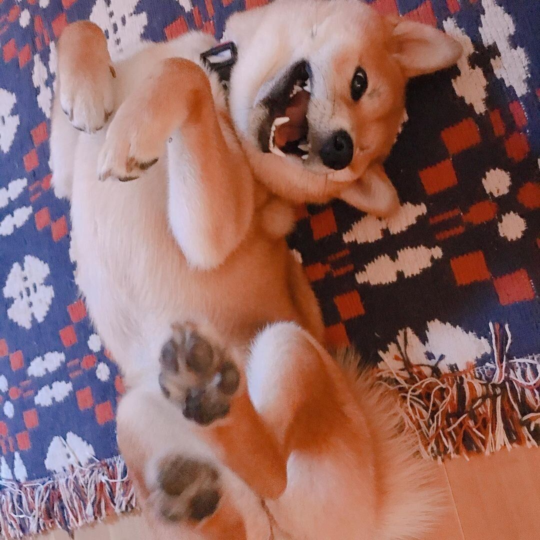 柴のめいちゃん