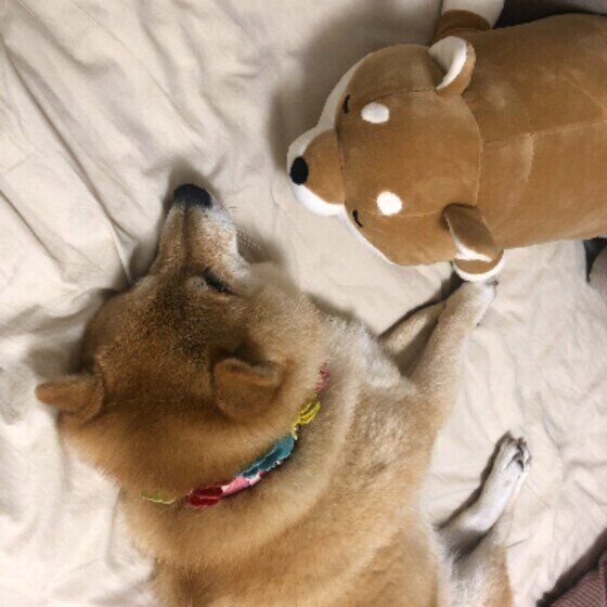 柴犬のももちゃん