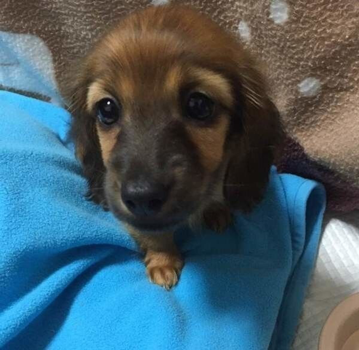 獣医師監修 犬が夜鳴きをする原因と対策 子犬 シニア犬まで いぬのきもちweb Magazine 獣医師監修 犬が夜鳴きをする原因と対策 子犬 シニア犬まで いぬのきもちweb Magazine