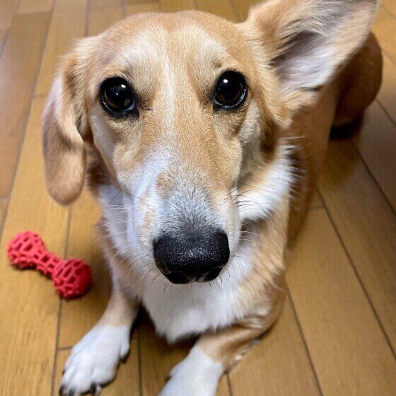 散歩と食事の工夫でシニア犬の寝たきりを予防しよう！ いぬのきもち