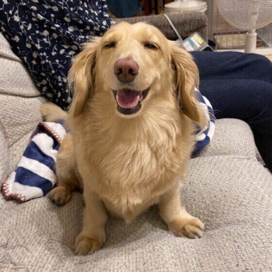 ＃スマイルドッグ　ミニチュア・ダックスフンドのメロンくん