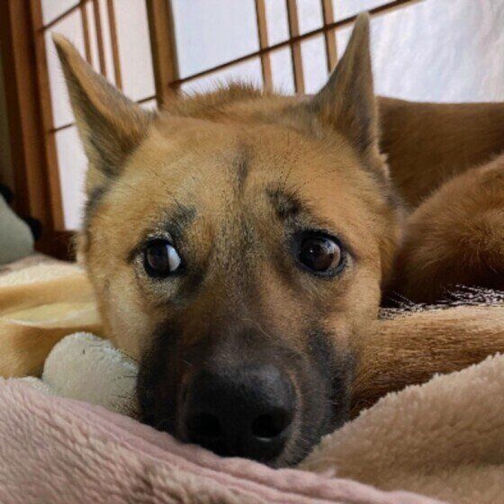 茶豆  Ｍｉｘ（雑種）中型犬  見つめ返したら目そらす