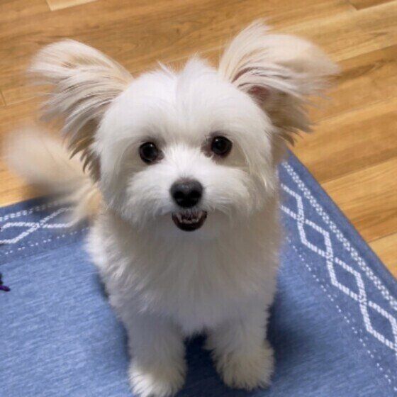 嬉しそうなMix犬