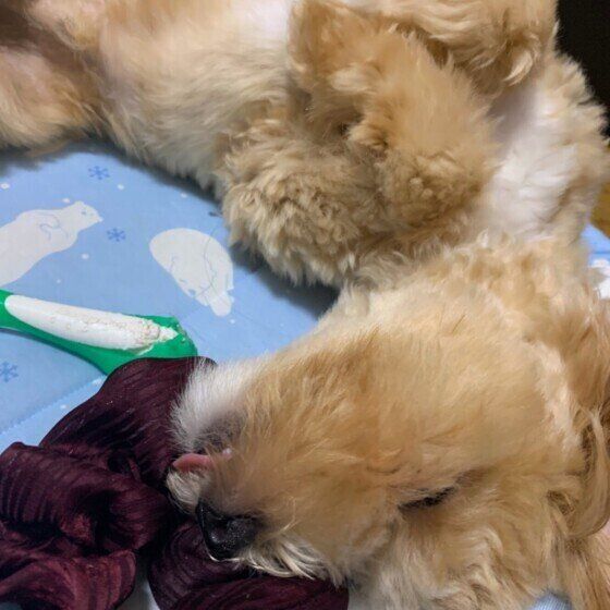 眠る犬