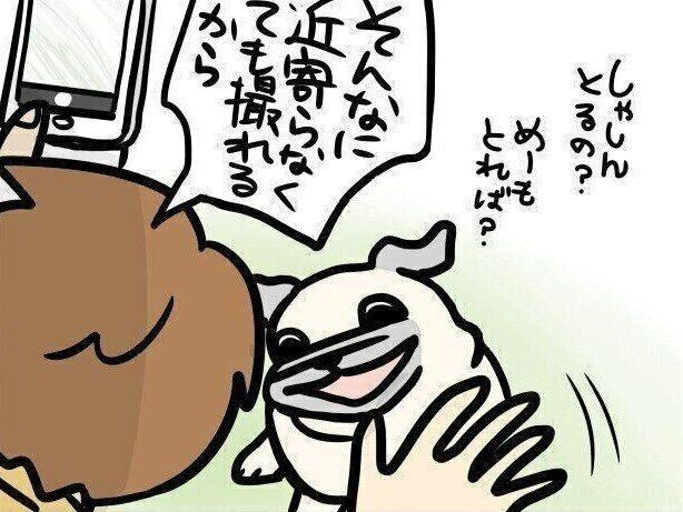 【連載】パグ犬・めー vol.132