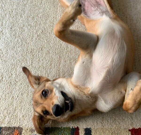 ヘソ天する華ちゃん