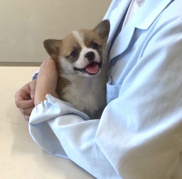 これから注射を打たれるとまったく思っていない、くるみちゃん