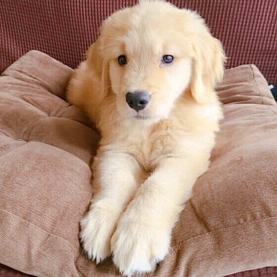 クッションに座るゴールデン・レトリーバーの子犬