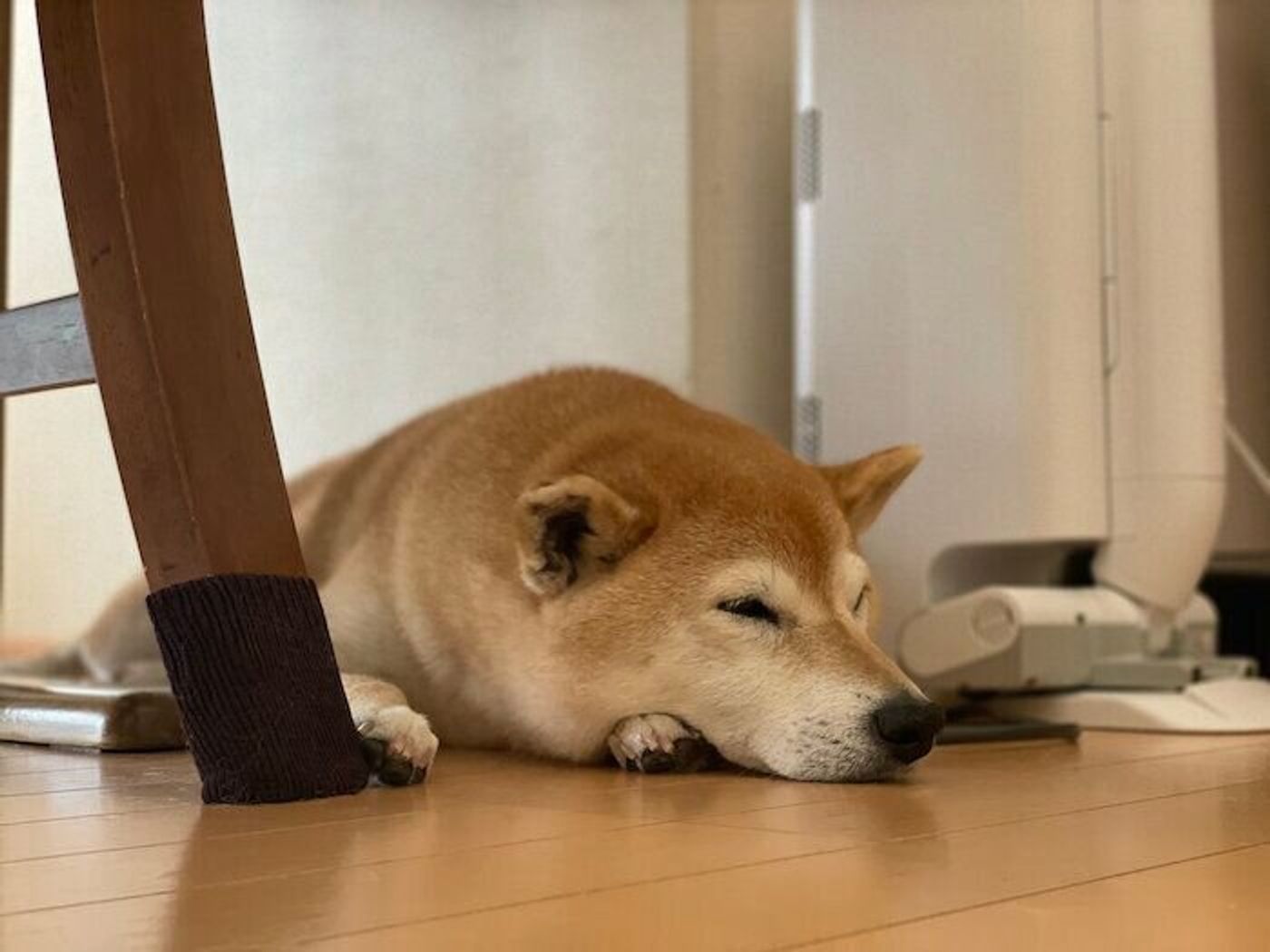 梅雨入りでマロたんもアンニュイに 狭い場所に挟まってだらんとしていたけどおやつでやる気に いぬのきもちweb Magazine 梅雨入りでマロたんもアンニュイに 狭い場所に挟まってだらんとしていたけどおやつでやる気に いぬのきもちweb Magazine