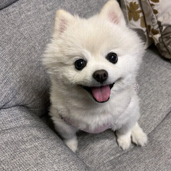 つい嬉しくなっちゃう? 犬が喜ぶ魔法の言葉をピックアップ! いぬのきもち