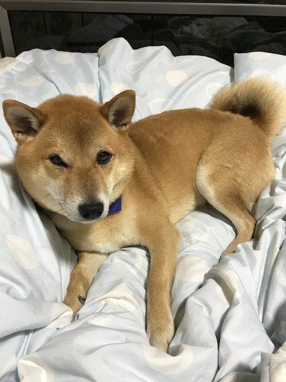 お布団でくつろぐ柴犬のヤマトくん