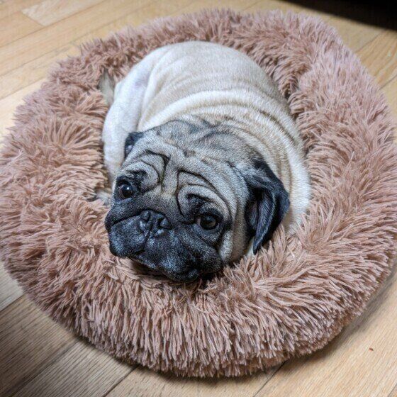 パグのサンクくん