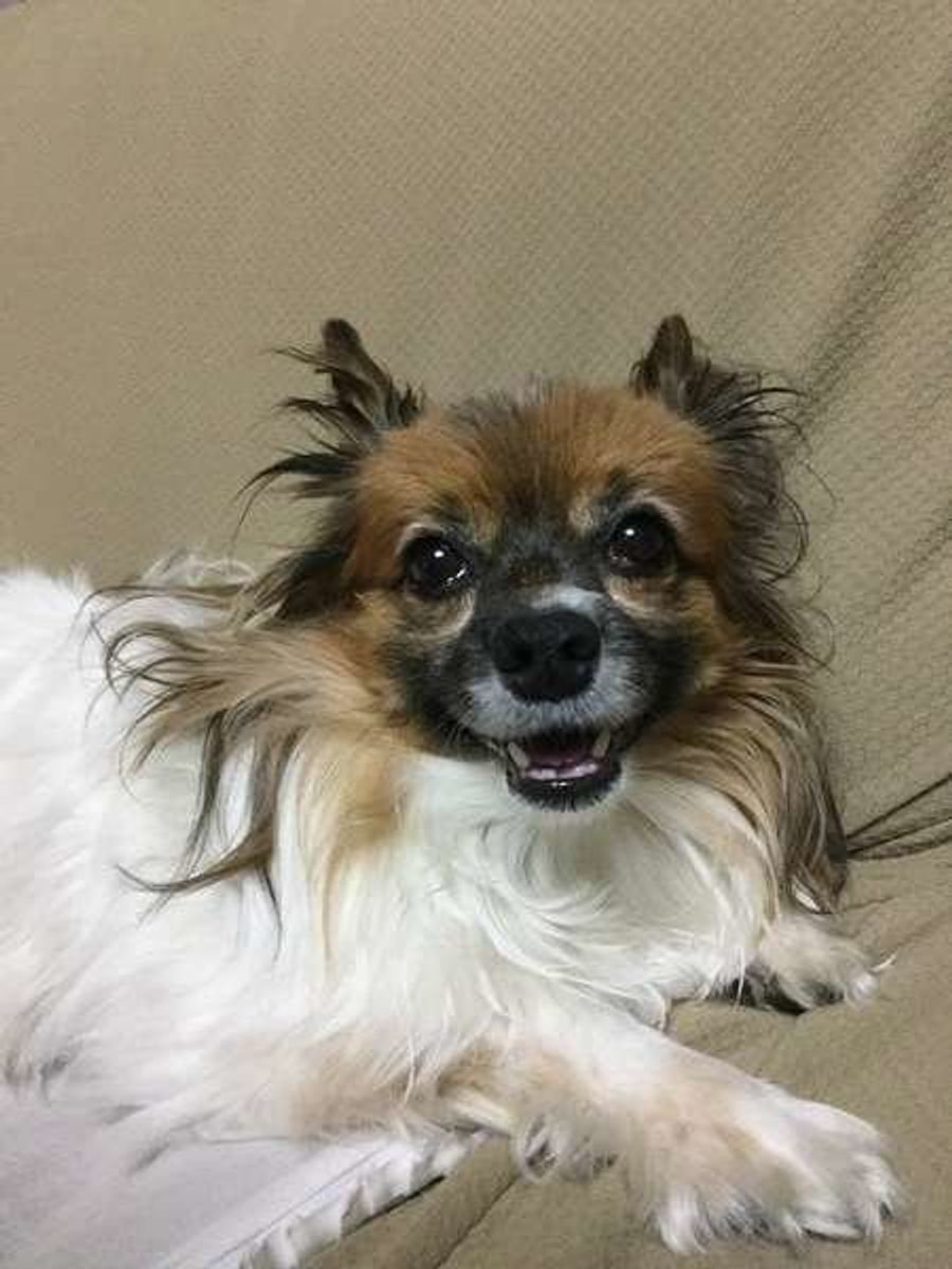 飼い主さんにくっつきたい 愛犬の 好きサイン に応えよう いぬのきもちweb Magazine 飼い主さんにくっつきたい 愛犬の 好きサイン に応えよう いぬのきもちweb Magazine