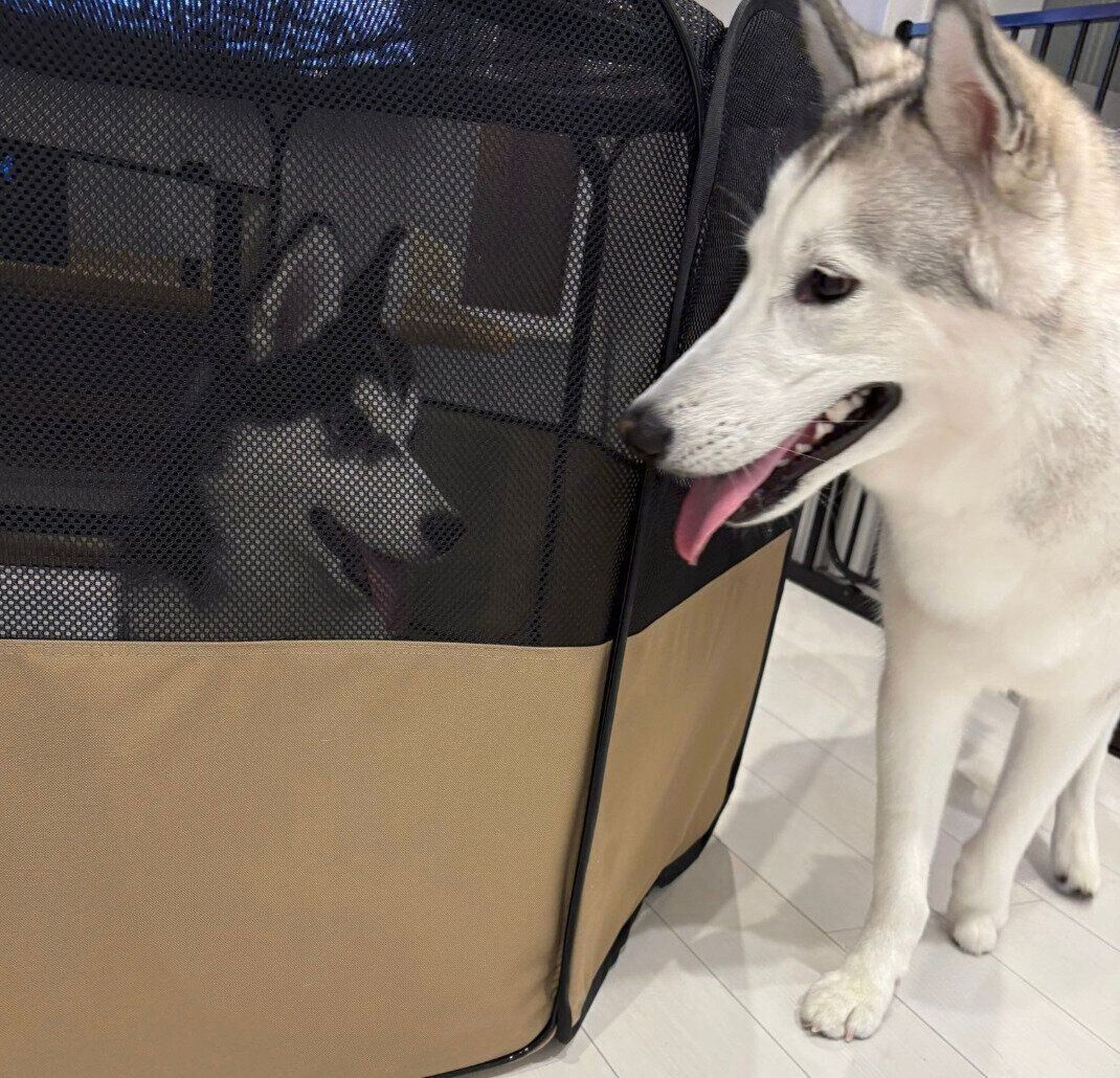 サークルに入るごまちゃんを見つめるだいふくくん