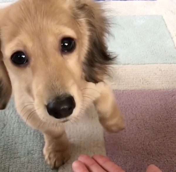 お手をしたいカニーンヘン・ダックスフンド