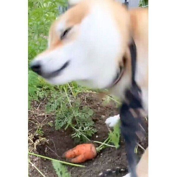 ニンジンの収穫をするコロちゃん
