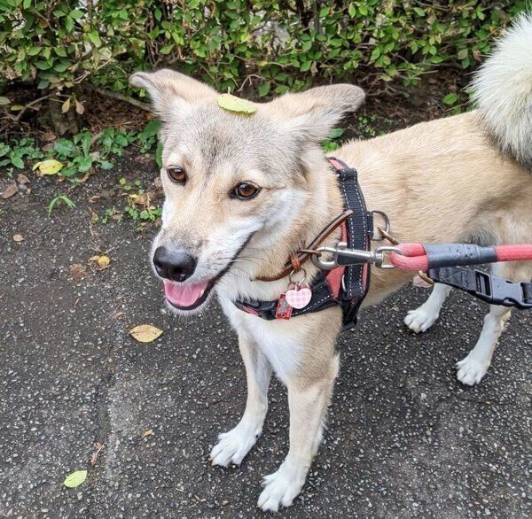 頭に葉っぱを乗せるめるちゃん