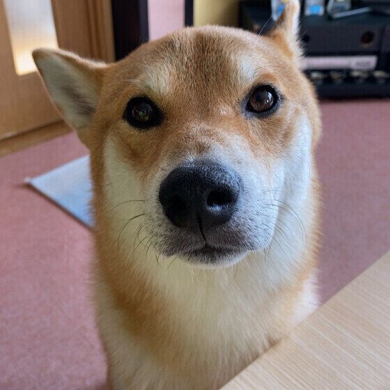 犬の自動給餌器はどんな場合に役に立つ? 活用方法を獣医師に聞いてみた いぬのきもち