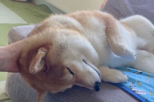 なでるのをやめると起きちゃうハルちゃん