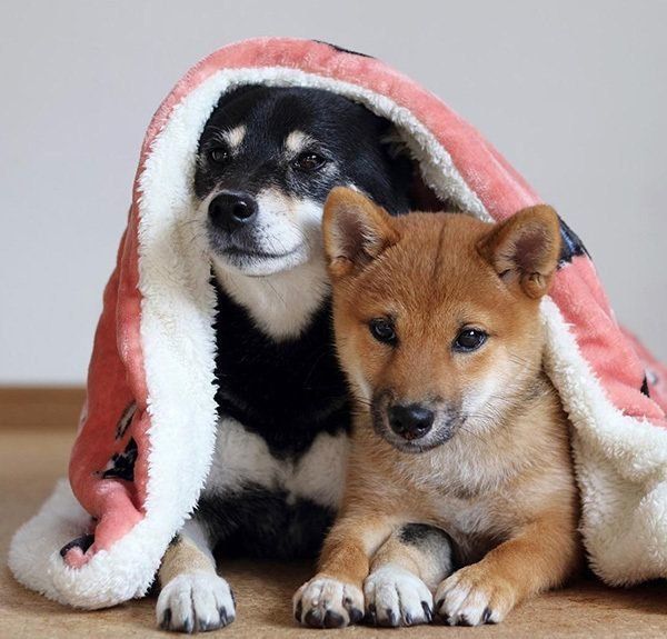 柴犬のみくちゃん、りなちゃん