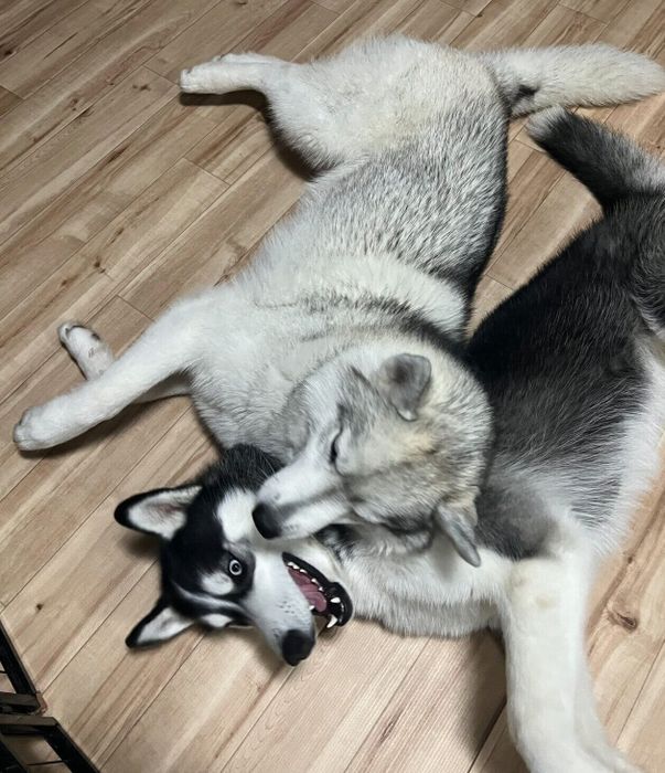 じゃれ合うヒースくん、リュカくん