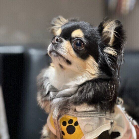 フードの種類をコロコロ変えて大丈夫？ 愛犬のフードが合わないときの解決策は？  いぬのきもち