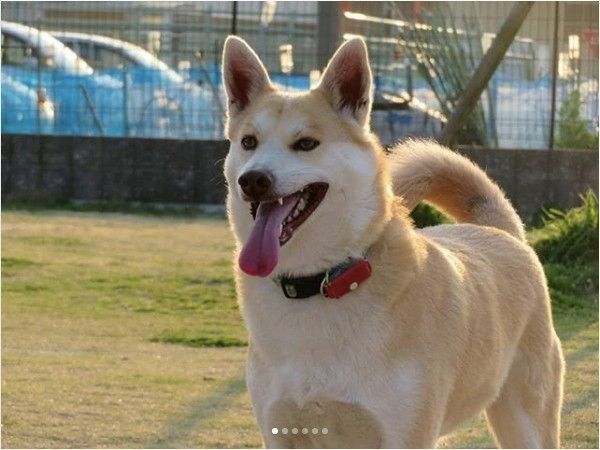 ここ掘れワンワンワンコ