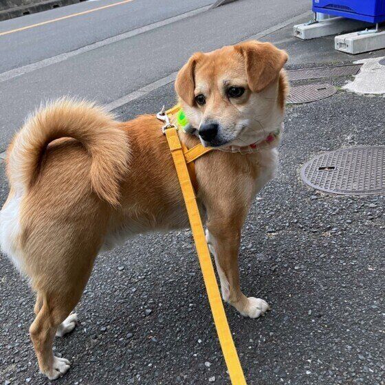 散歩中のかわいい犬