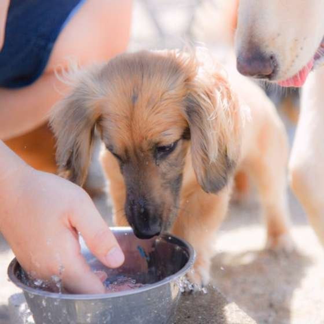 量や頻度 置く場所は 犬の飲み水 の正解をおさらい いぬのきもちweb Magazine