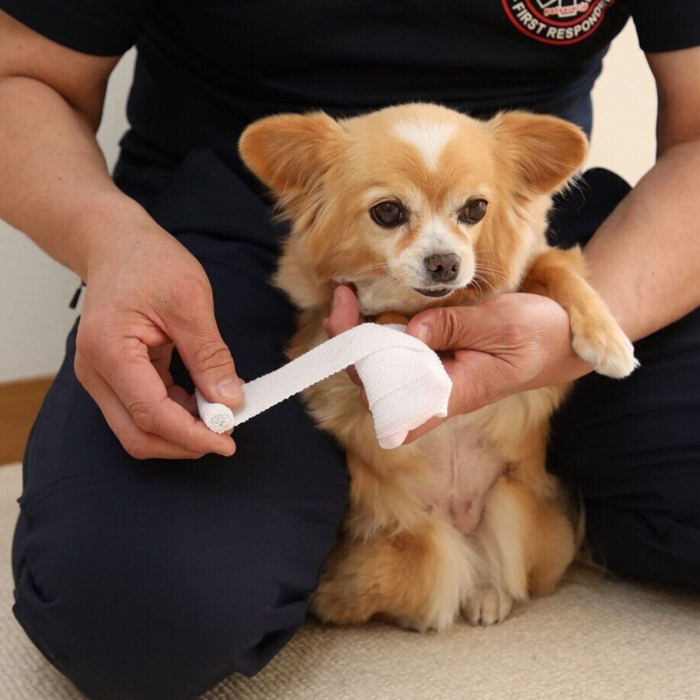 犬が散歩中にガラスの破片を踏んだ 金具にしっぽが引っかかった 犬の切り傷 にどう対応する いぬのきもちweb Magazine 犬が散歩中にガラスの破片を踏んだ 金具にしっぽが引っかかった 犬の切り傷 にどう対応する いぬのきもちweb Magazine