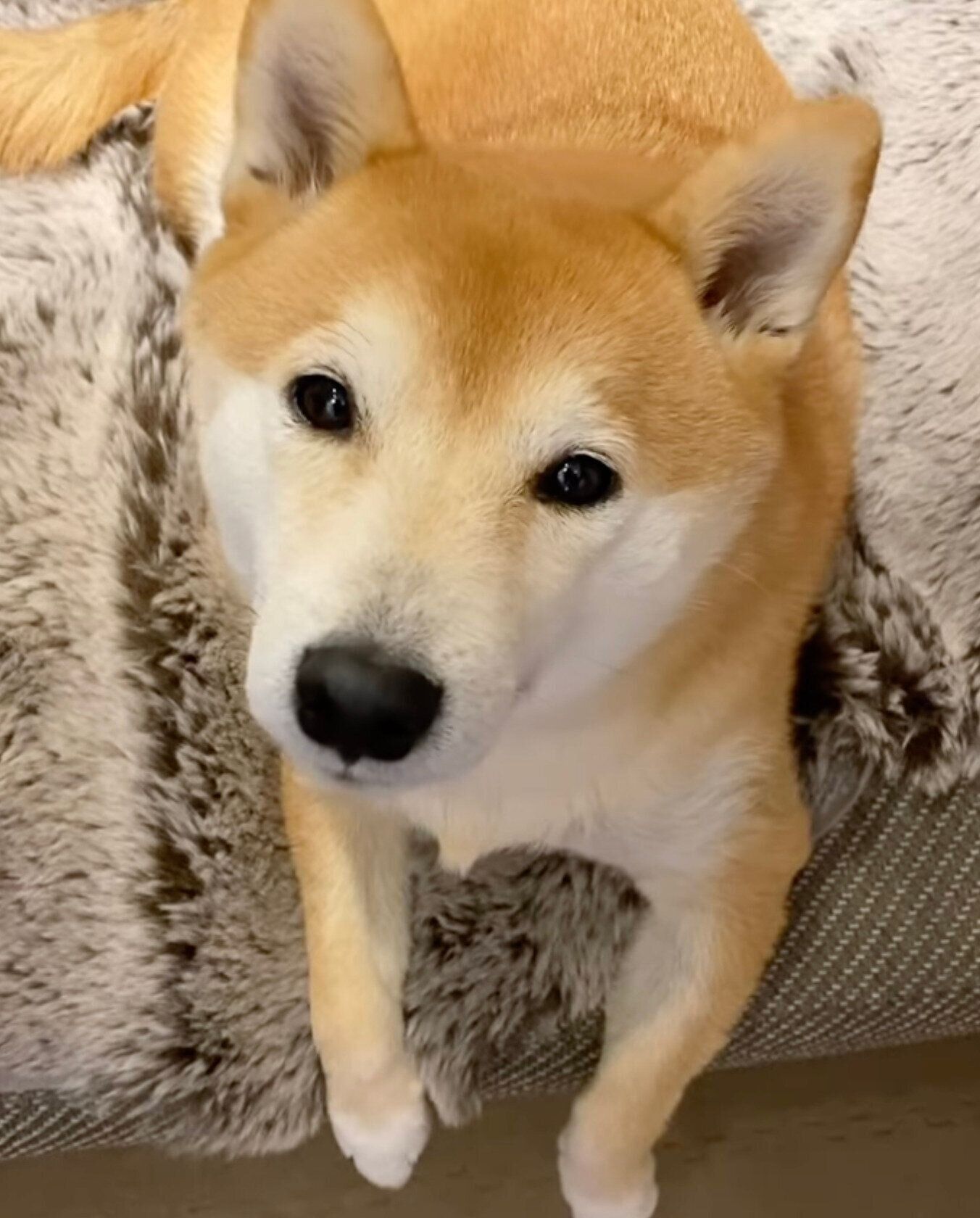 見つめる梅助くん