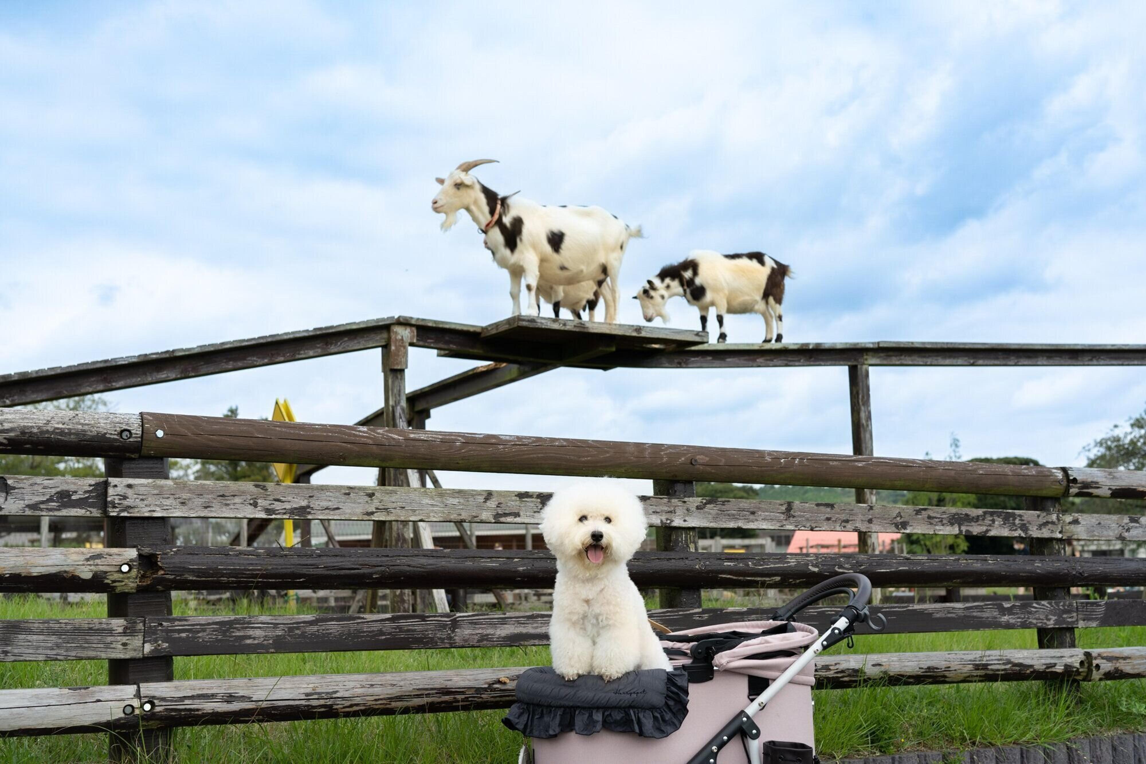 Pr 体験レポ 千葉県 マザー牧場 は犬連れのお出かけに最高な遊び場でした いぬのきもちweb Magazine Pr 体験レポ 千葉県 マザー牧場 は犬連れのお出かけに最高な遊び場でした いぬのきもちweb Magazine