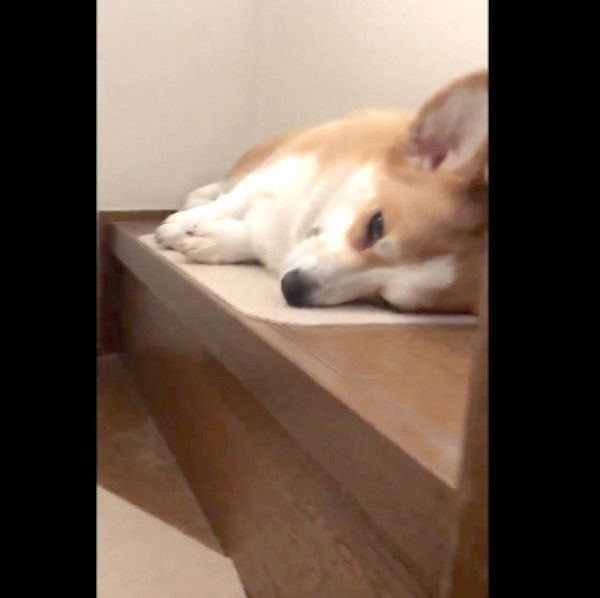 階段で寝ているムギちゃん