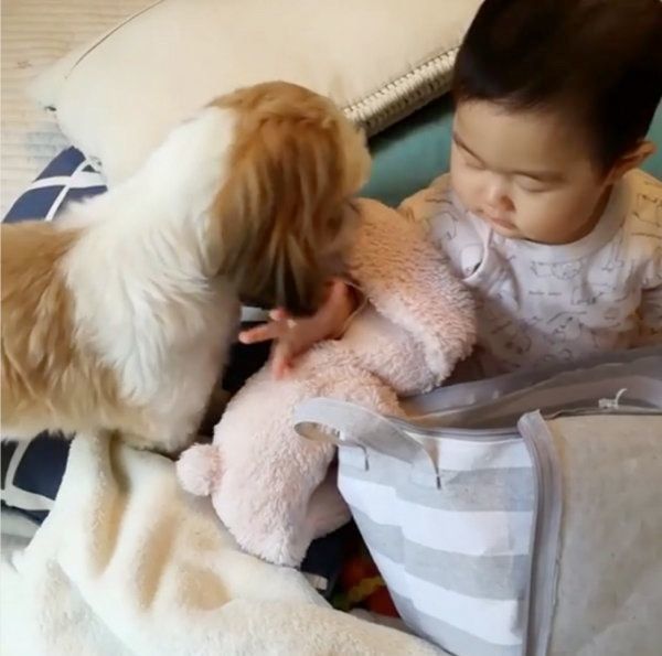 シー・ズーの小梅ちゃんと妹のももちゃん