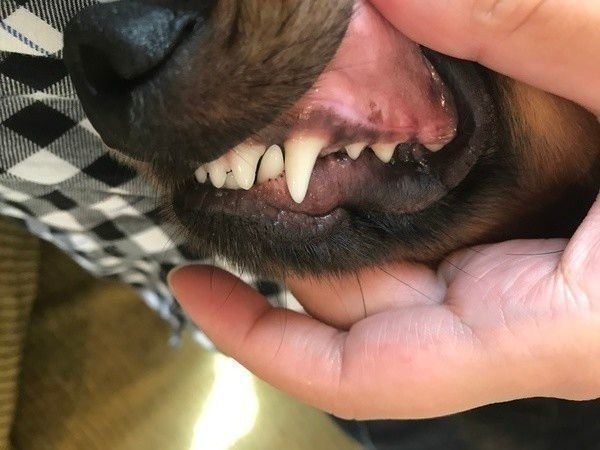 犬の歯