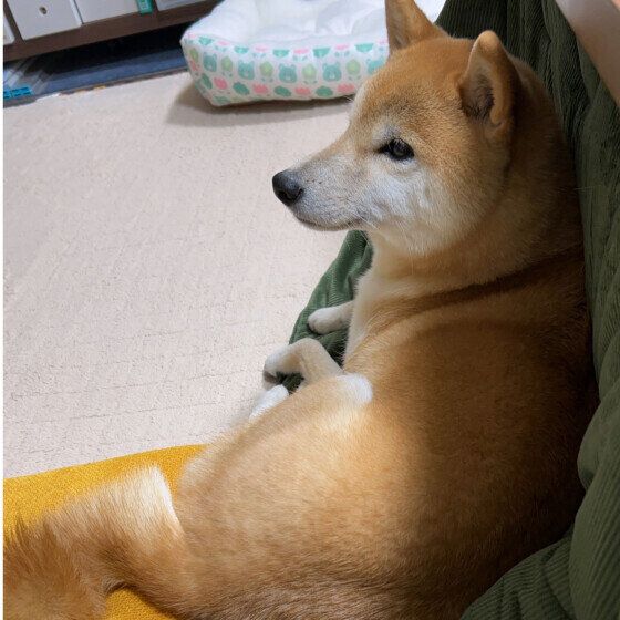 柴　あまえんぼ