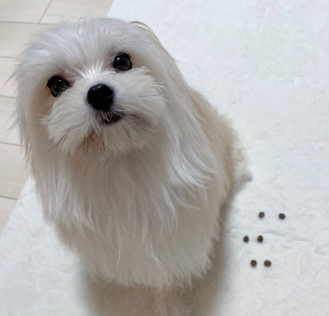 カリカリをキレイに並べるめろ子ちゃん